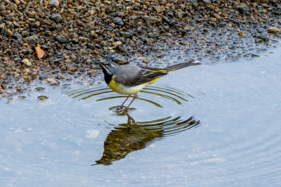 5월,6월 창릉천, 원당목장, 파주삼릉 탐조_12.jpg