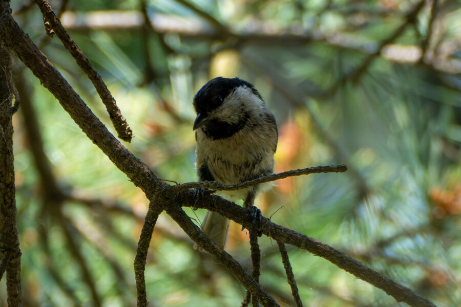 5월,6월 창릉천, 원당목장, 파주삼릉 탐조_13.jpg