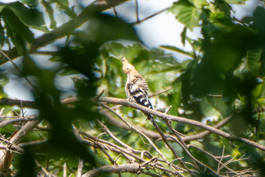 5월,6월 창릉천, 원당목장, 파주삼릉 탐조_24.jpg