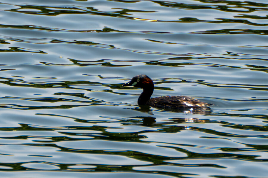 5월,6월 창릉천, 원당목장, 파주삼릉 탐조_37.jpg