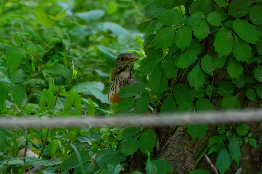 5월,6월 창릉천, 원당목장, 파주삼릉 탐조_41.jpg