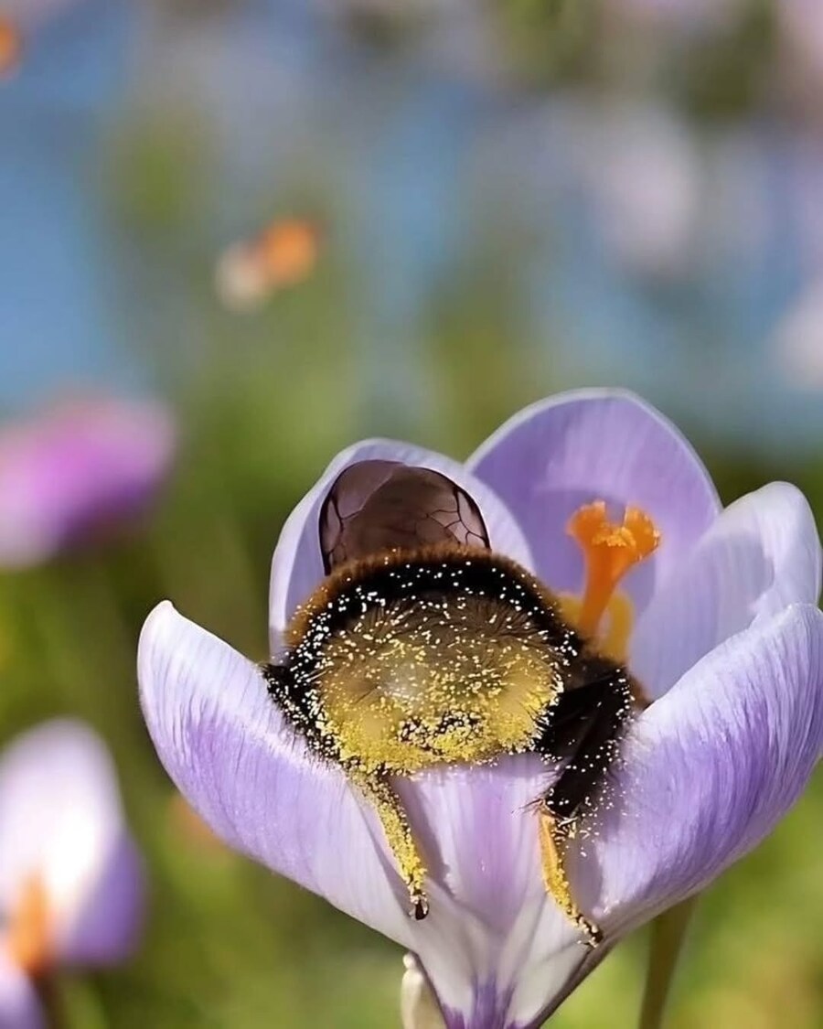 꿀 나르다 지쳐 잠든 호박벌들.JPG_2.jpg