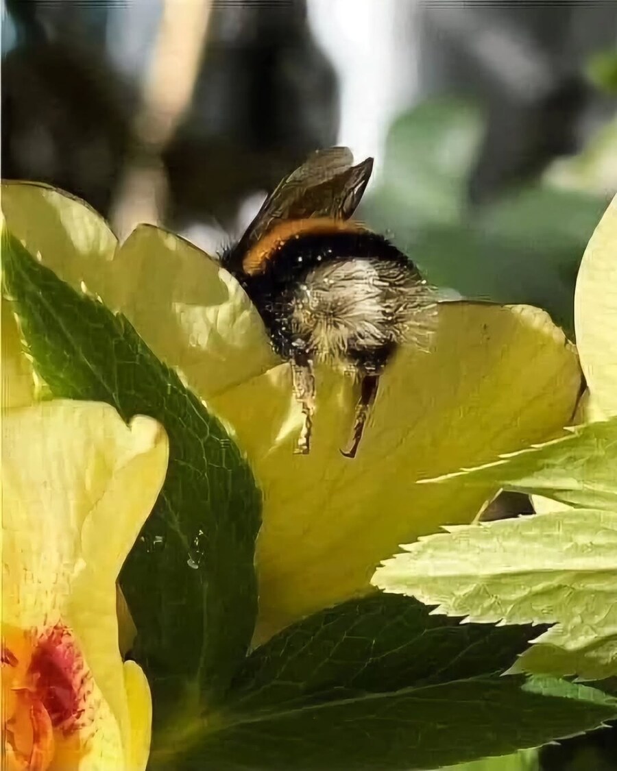 꿀 나르다 지쳐 잠든 호박벌들.JPG_3.jpg