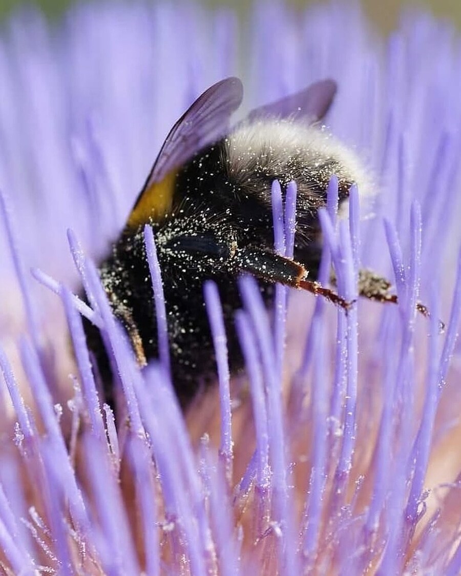 꿀 나르다 지쳐 잠든 호박벌들.JPG_4.jpg
