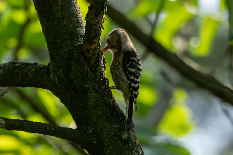 5월,6월 창릉천, 원당목장, 파주삼릉 탐조_45.jpg