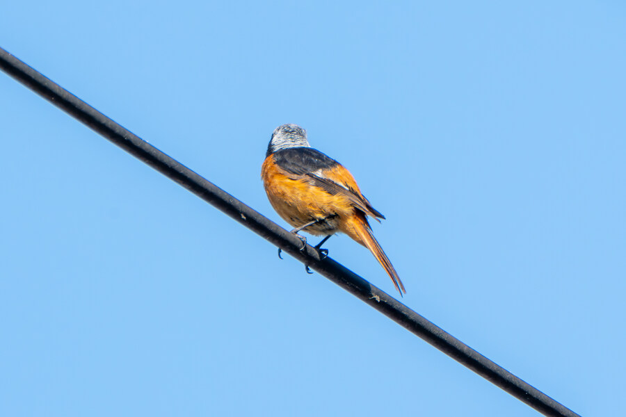 5월,6월 창릉천, 원당목장, 파주삼릉 탐조_48.jpg