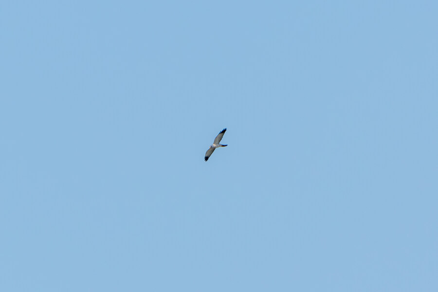 5월,6월 창릉천, 원당목장, 파주삼릉 탐조_50.jpg