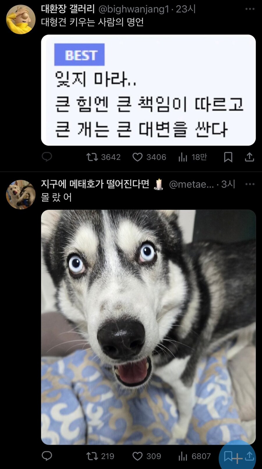 대형견 키우는 사람의 명언