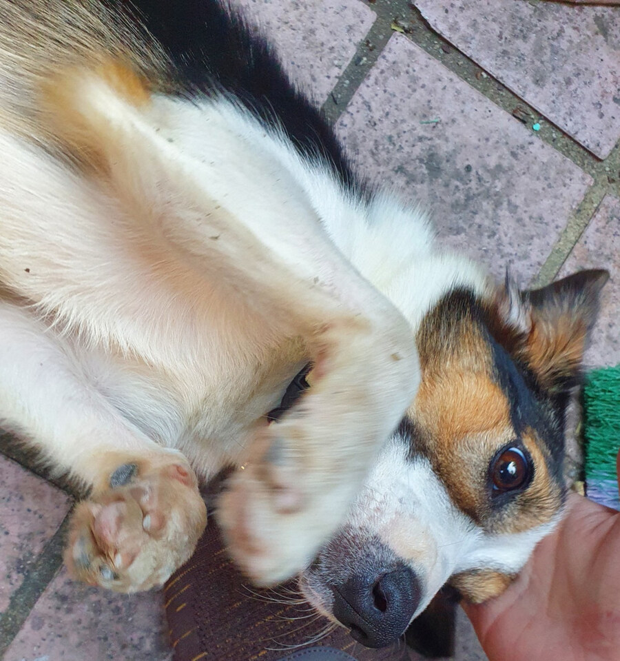 리노아 님의 강아지 상상도_4.jpg