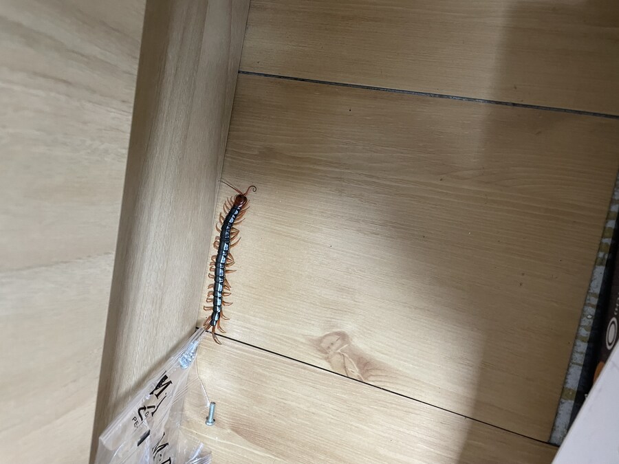 혐주의)지네 또 잡음_1.jpg