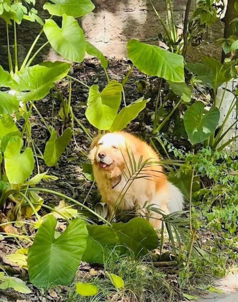 배변보고) 방구미사일 사일로 비웠어요_1.jpg