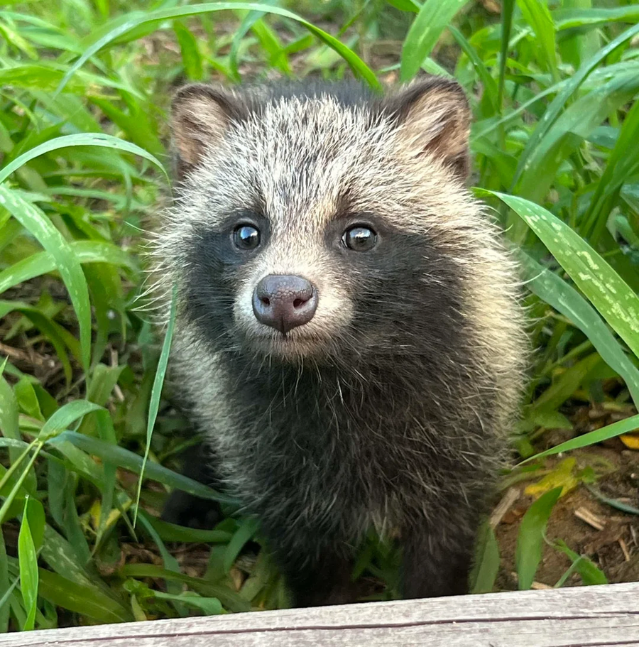레딧) 의정부에서 너구리 새끼들을 발견_1.webp