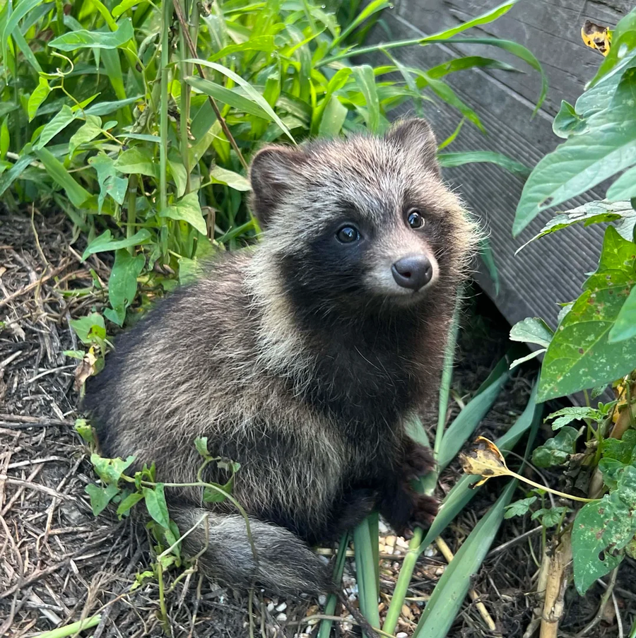 레딧) 의정부에서 너구리 새끼들을 발견_4.webp