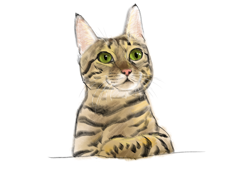 고양이) 넘으집 고양이_1.png