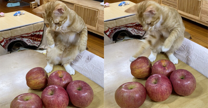 "고양아! 충분히 확대됐으니 슬슬 나가서 살지 않을래?"_5.jpg