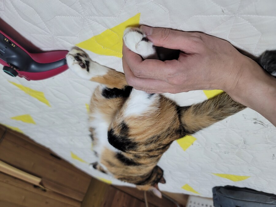 추탭갈) 애옹이가 이렇게 누워있을땐 기분이 좋다는 것_2.jpg