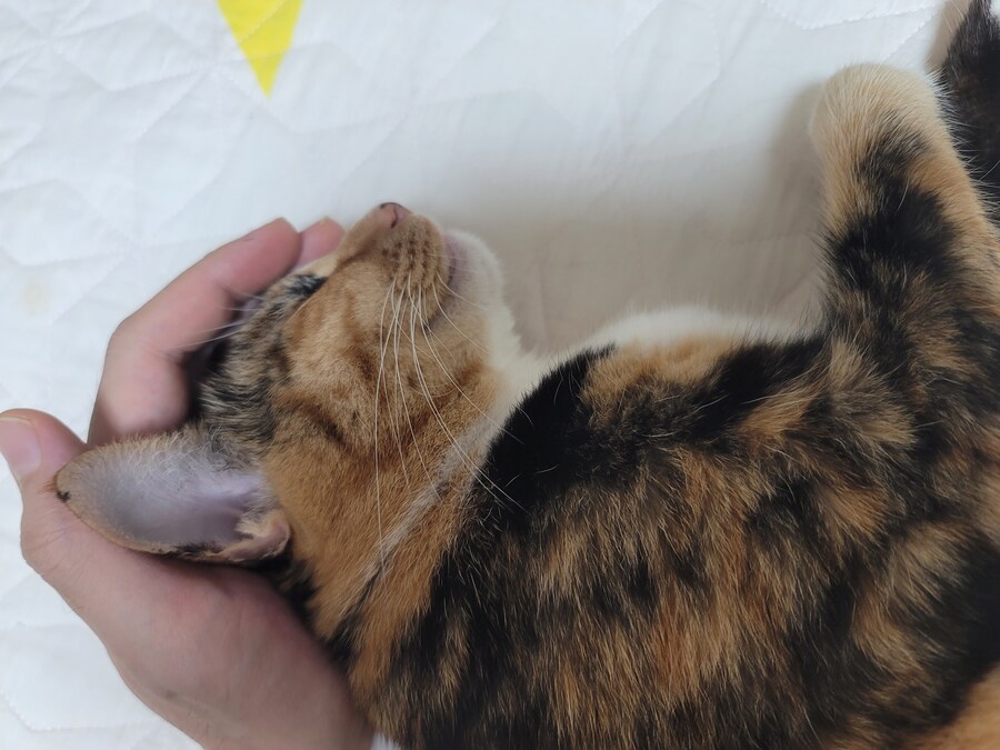 추탭갈) 애옹이가 이렇게 누워있을땐 기분이 좋다는 것_4.jpg