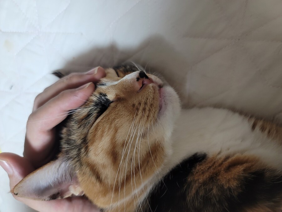 추탭갈) 애옹이가 이렇게 누워있을땐 기분이 좋다는 것_5.jpg