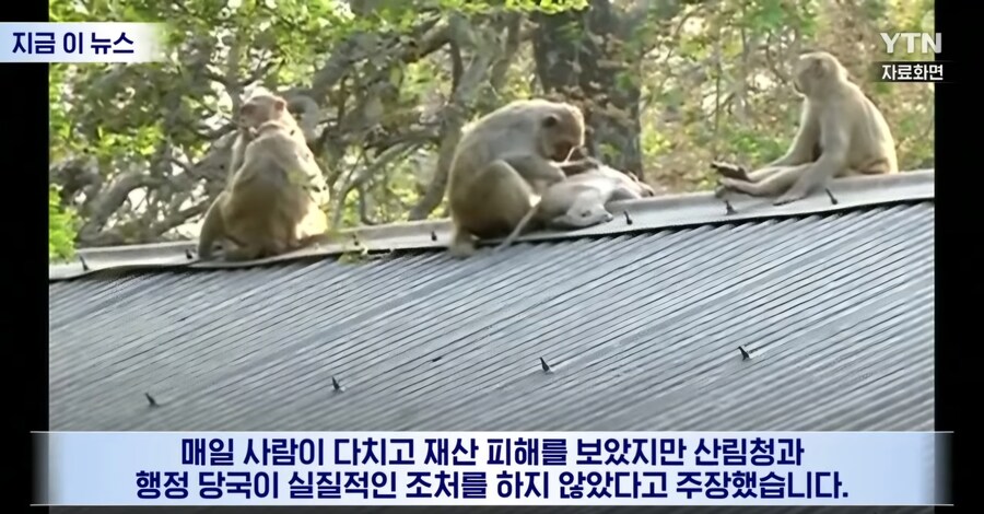 인도) 아기가 원숭이에 납치되어 살해_7.jpg