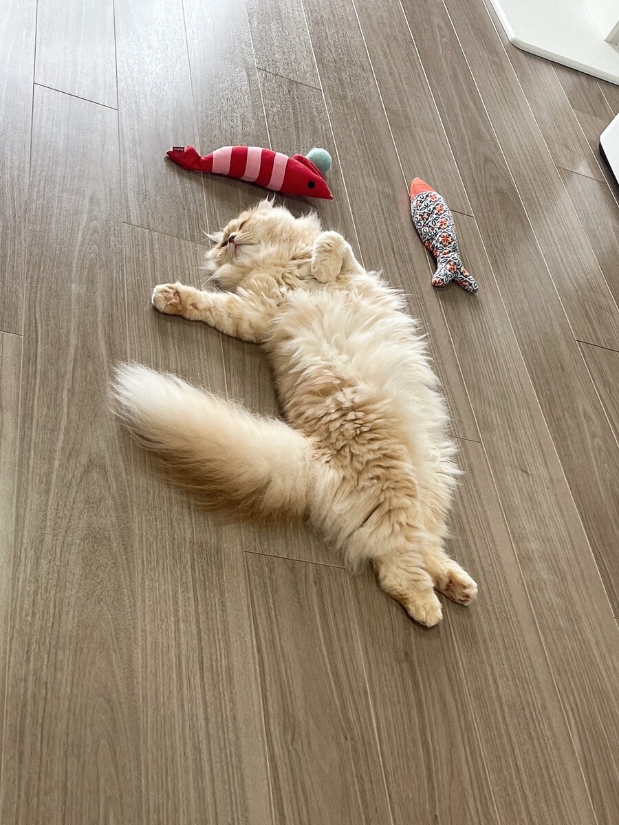 자는 모습도 서로 닮아가는 우리집 고양이 사진_1.jpg