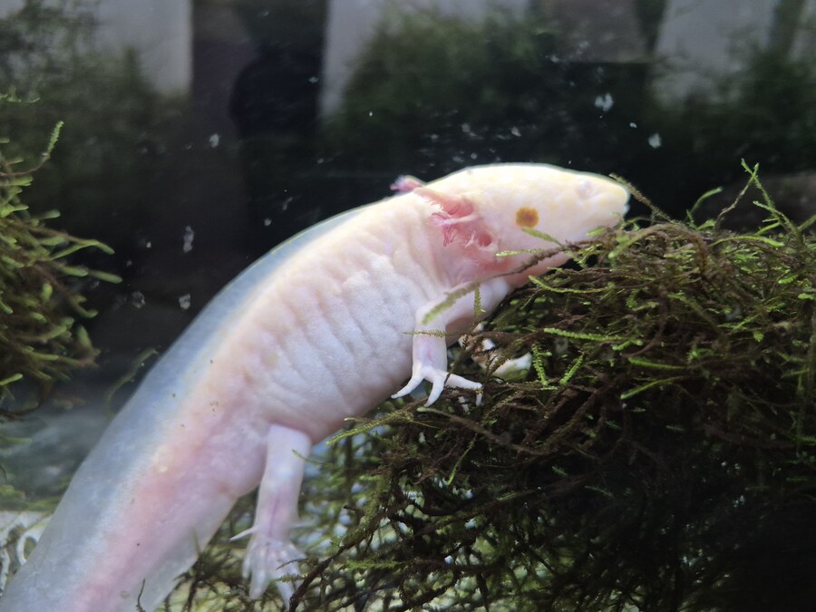 수조)등반중인 럼프_1.jpg