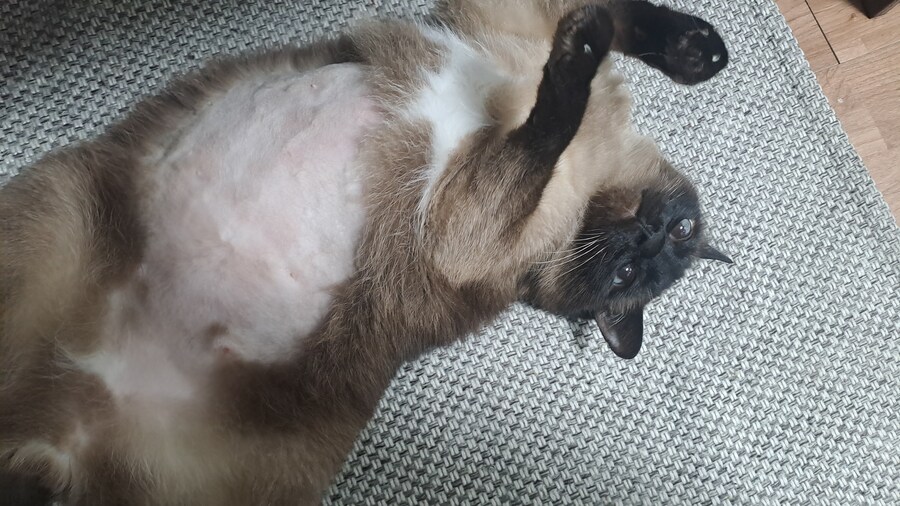 혐)뱃가죽이 등에 달라붙은 고양이_6.jpg