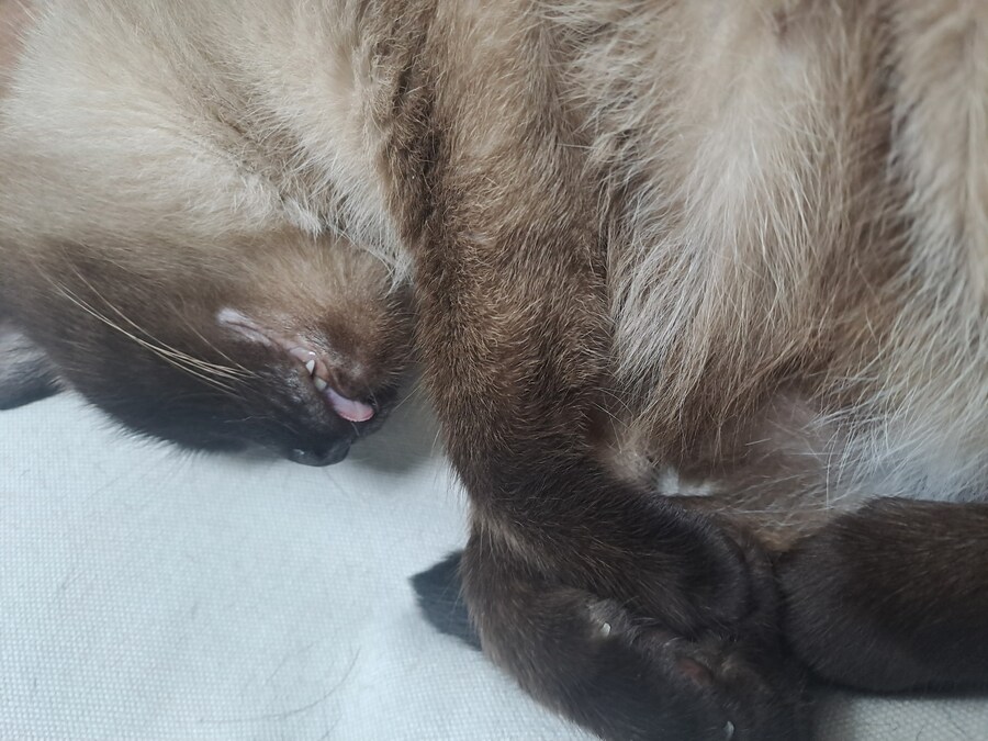 혐)뱃가죽이 등에 달라붙은 고양이_7.jpg