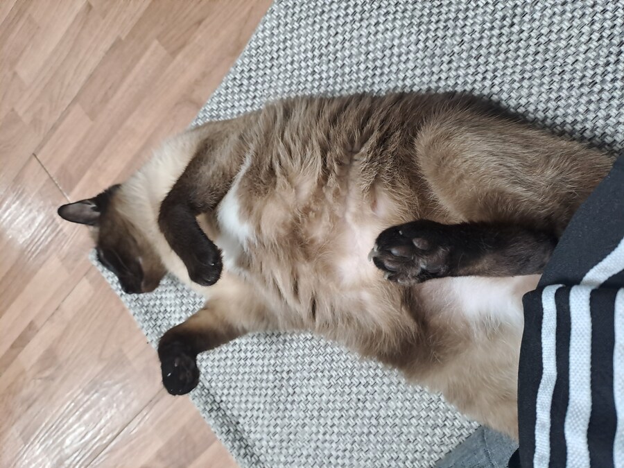 혐)뱃가죽이 등에 달라붙은 고양이_9.jpg