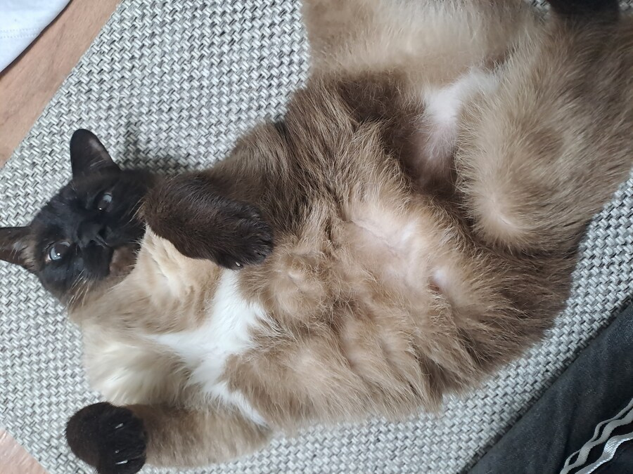 혐)뱃가죽이 등에 달라붙은 고양이_10.jpg