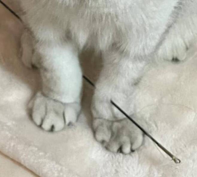 혐) 앞발이 관통 된 고양이_1.jpg