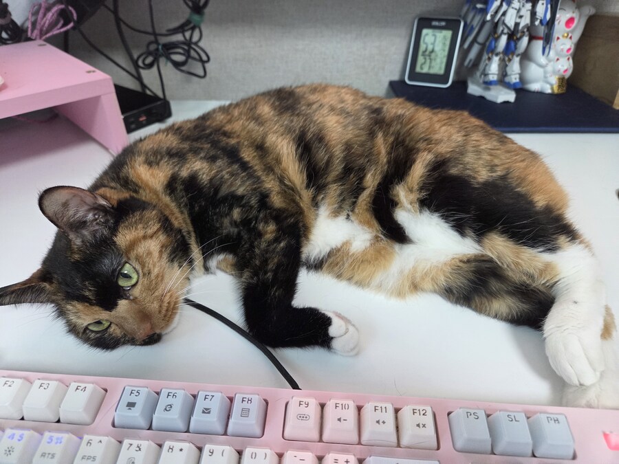 지금 고양이가 너무 앵기고 있음_1.jpg