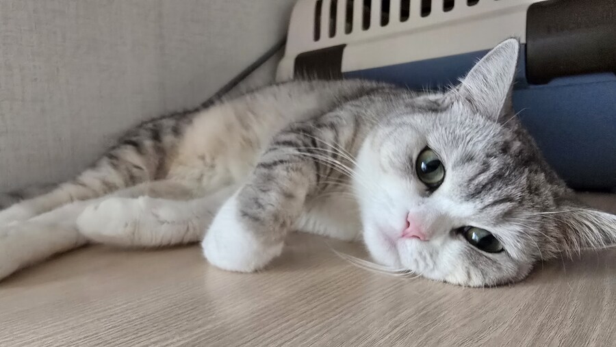 우리집 고양이가 나를 안 좋아해.JPG_3.jpg