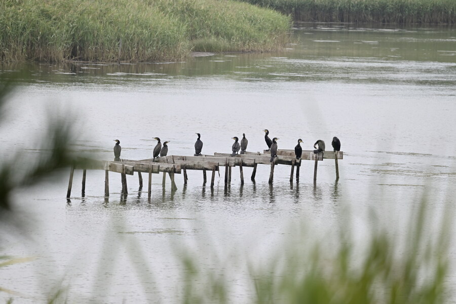 을숙도 (사진많음)_1.jpg