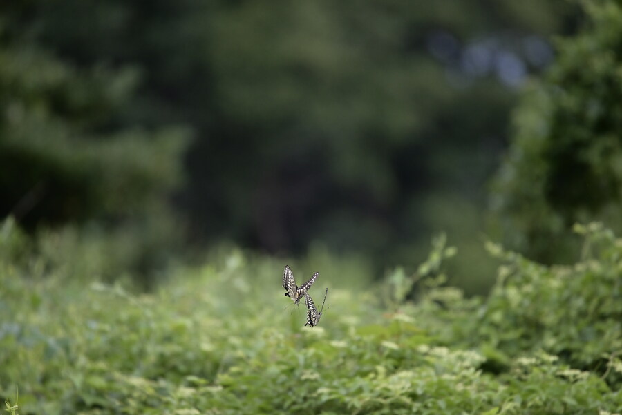 을숙도 (사진많음)_4.jpg