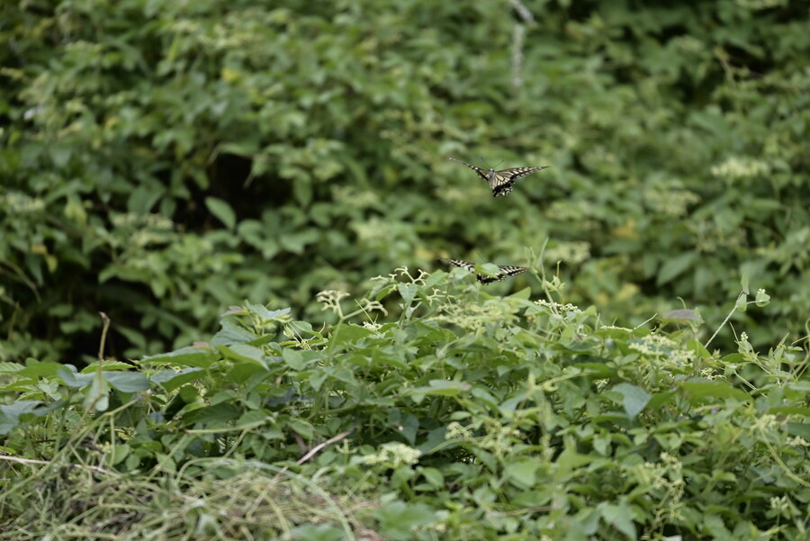 을숙도 (사진많음)_5.jpg