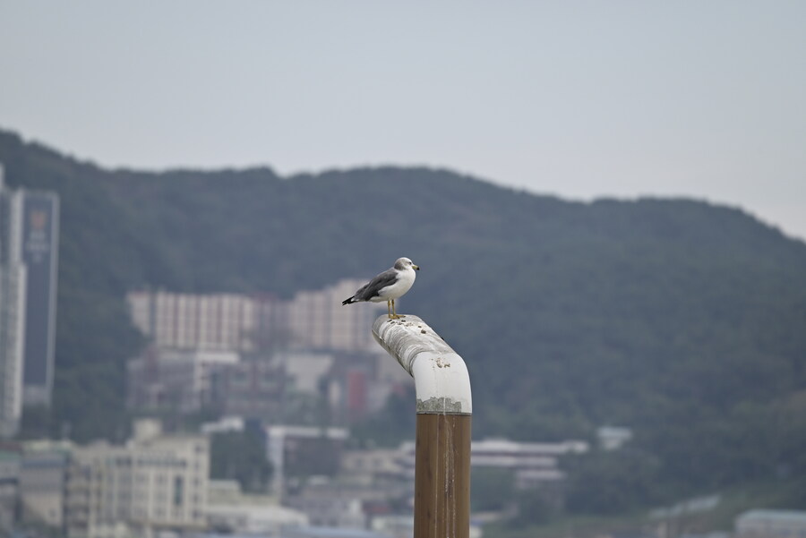 을숙도 (사진많음)_9.jpg
