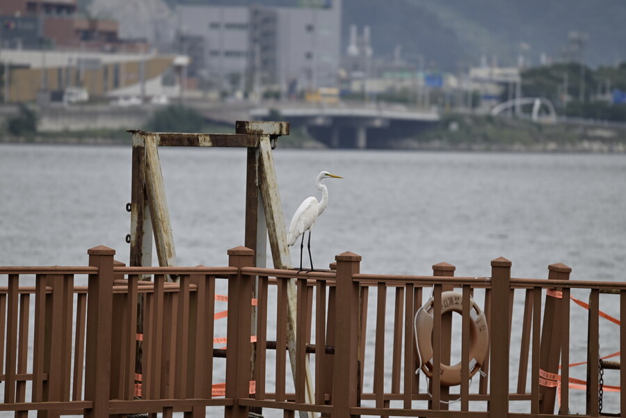 을숙도 (사진많음)_8.jpg