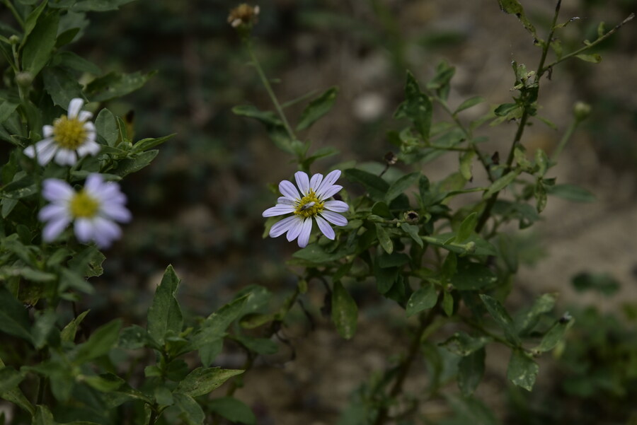 을숙도 (사진많음)_10.jpg