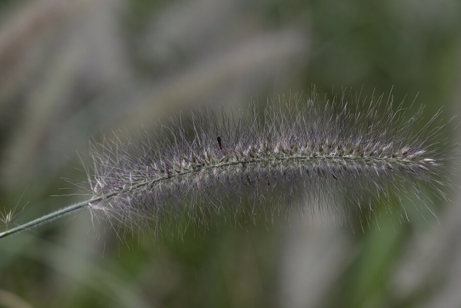 을숙도 (사진많음)_11.jpg