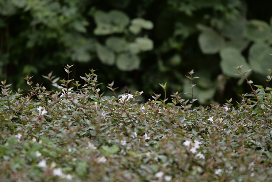 을숙도 (사진많음)_16.jpg