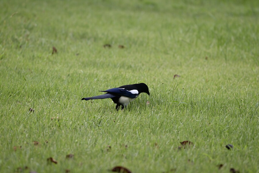 을숙도 (사진많음)_18.jpg