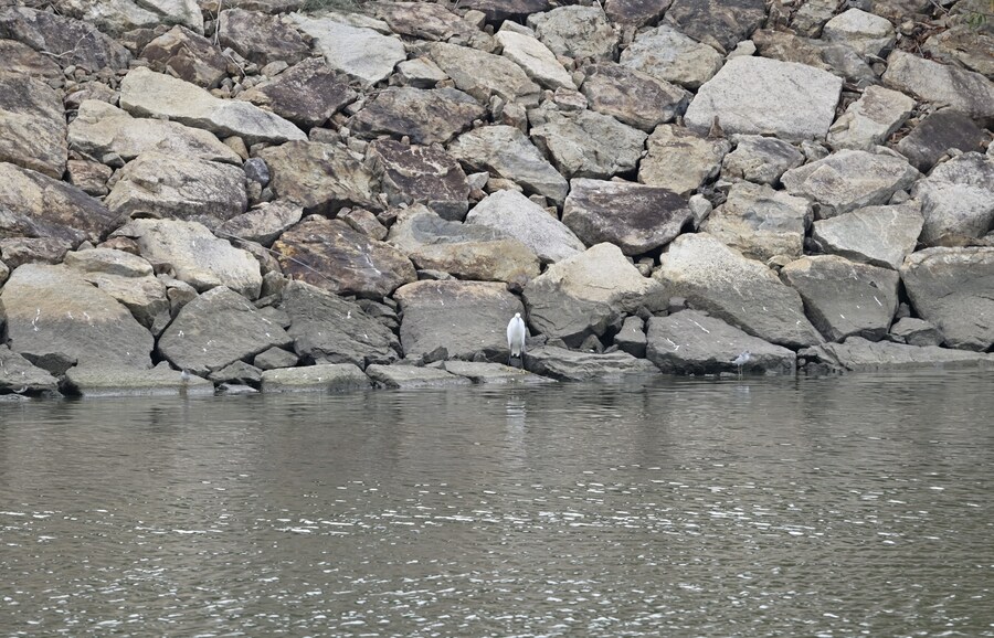 을숙도 (사진많음)_20.jpg