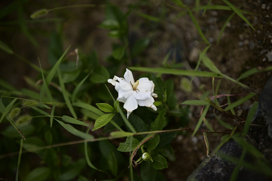을숙도 (사진많음)_24.jpg