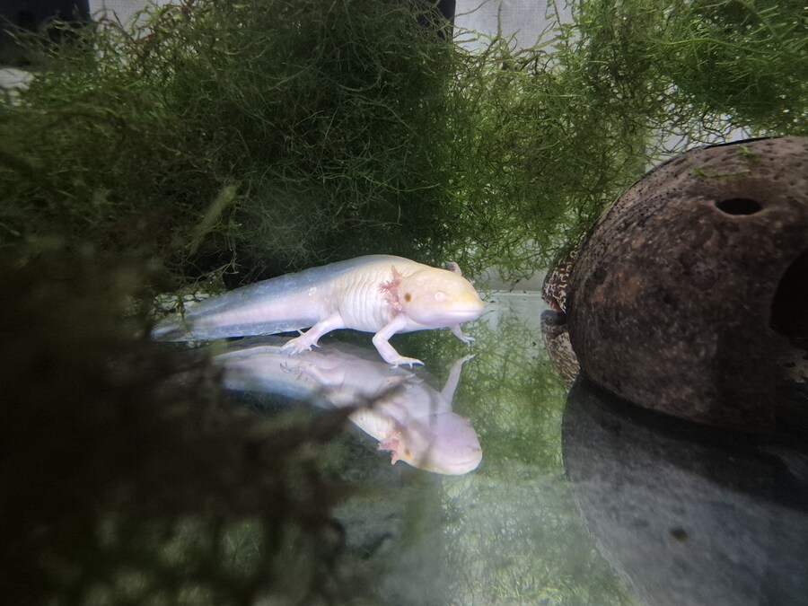 수조)일어난 럼프_1.jpg