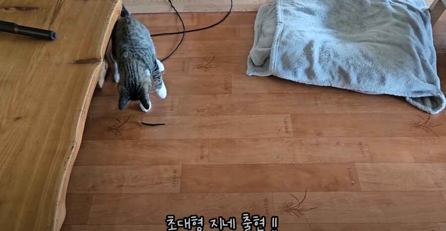 혐 주의) 시골에서 살 땐 고양이를 필수로 키워야 하는 이유_1.png