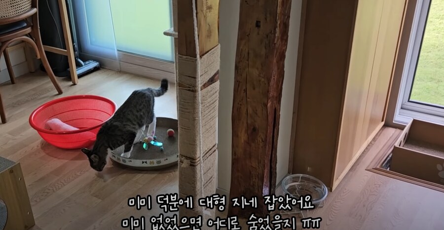 혐 주의) 시골에서 살 땐 고양이를 필수로 키워야 하는 이유_11.png