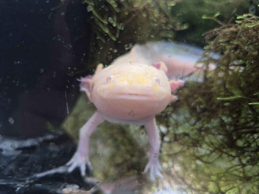 수조)날 속인거니?밈같은 럼프_1.jpg