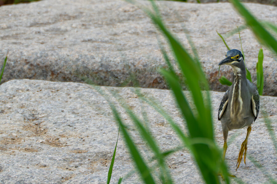 6월달 서울시립공원묘지 탐조_12.jpg