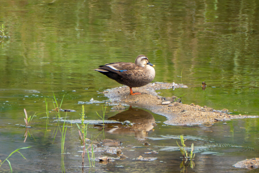 6월달 서울시립공원묘지 탐조_16.jpg