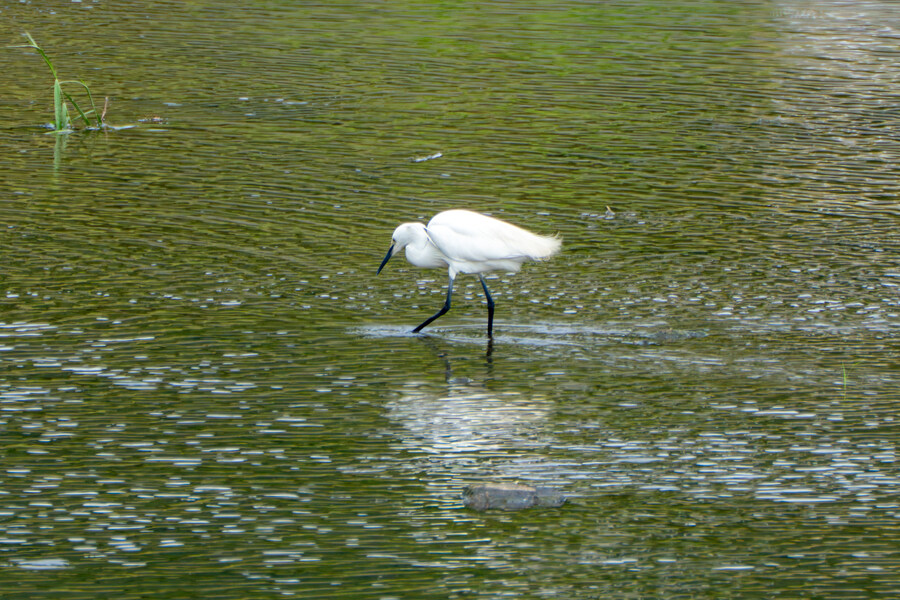 6월달 서울시립공원묘지 탐조_17.jpg